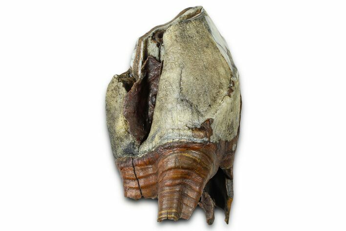 Fossil Woolly Rhino (Coelodonta) Tooth - Siberia #370971